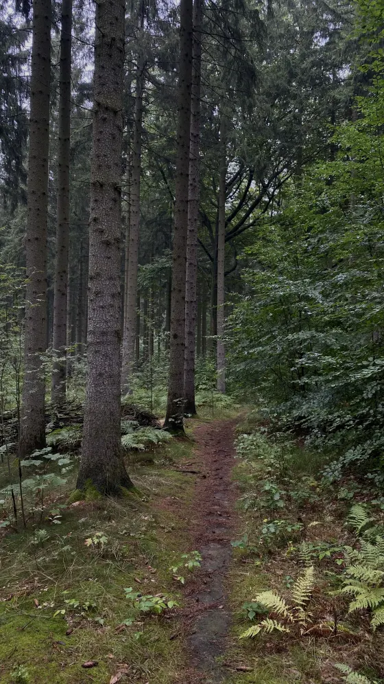 Waldweg beim Waldbaden